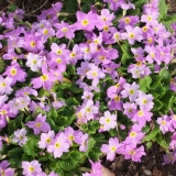 Примула Юлии (розово-сиреневая)