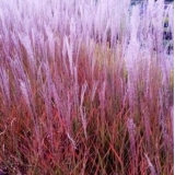 Мискантус китайский Purpurascens