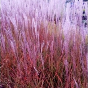 Мискантус китайский Purpurascens