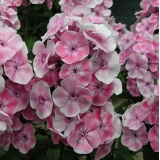 Флокс метельчатый Tatjana