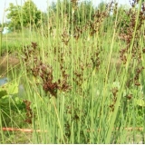 Ситник искривленный