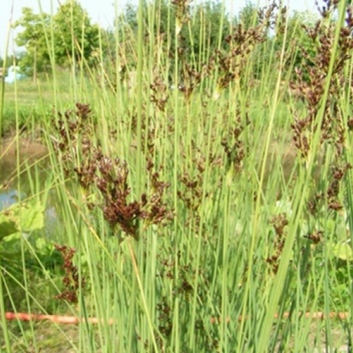 Ситник искривленный