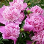 Пион молочноцветковый Edulis Superba