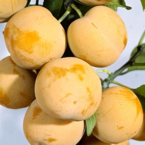 Слива Белая медовая