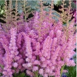 Астильба китайская Vision in Pink