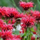 Монарда гибридная Cambridge Scarlet