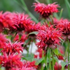Монарда гибридная Cambridge Scarlet