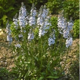 Вероника горечавковая