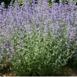 Котовник Фассена Six Hills Giant