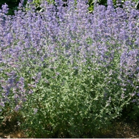 Котовник Фассена Six Hills Giant