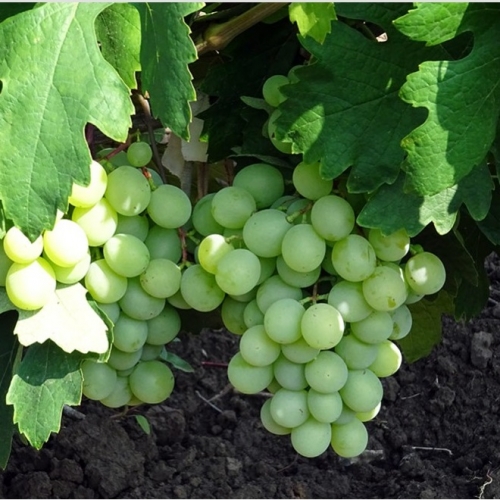 Виноград Кеша-1 (Талисман)