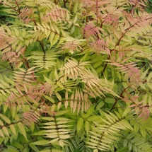 Рябинник рябинолистный Sem