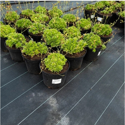 Камнеломка Арендса (красная)