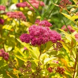 Спирея японская Golden Princess