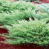 Можжевельник горизонтальный Andorra Compact