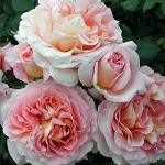 Роза английская (Austin) Abraham Darby