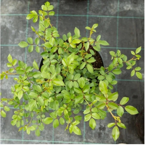 Роза почвопокровная 