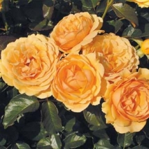 Роза флорибунда Amber Queen