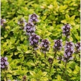 Тимьян лимоннопахнущий Mystic Lemon