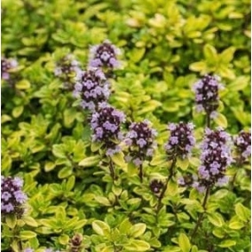 Тимьян лимоннопахнущий  Mystic Lemon