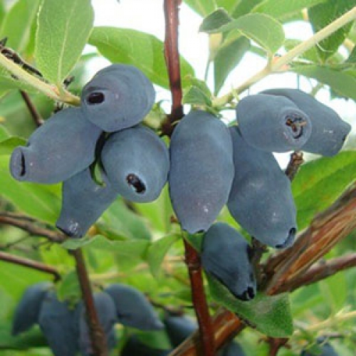 Жимолость Сибирячка