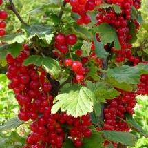 Смородина красная Йонкер ван Тетс