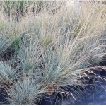 Овсяница сизая Varna