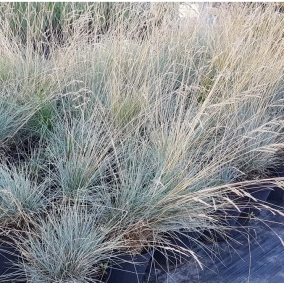 Овсяница сизая Varna