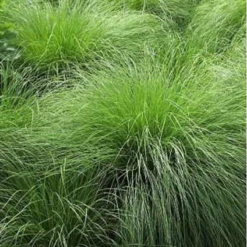 Споробол (Каплесеменник) раскидистый