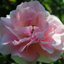 Роза плетистая Kir Royal