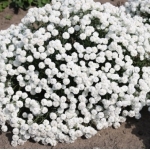 Тысячелистник птармика Diadem