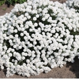 Тысячелистник птармика Diadem