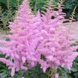 Астильба Арендса Ameriсa