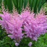 Астильба Арендса Amethyst