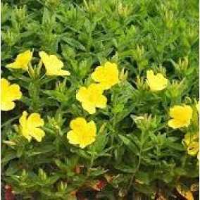 Энотера четырехугольная