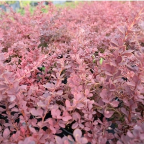 Барбарис Тунберга Atropurpurea