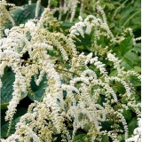 Астильба Тунберга Moerheimii