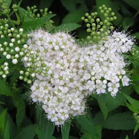 Спирея японская Albiflora