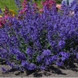 Котовник Фассена Junior Walker