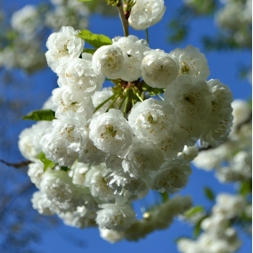 Вишня обыкновенная Рекса