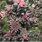 Пузыреплодник калинолистный Little Devil