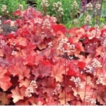 Гейхера гибридная Rio