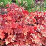 Гейхера гибридная Rio
