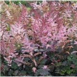 Астильба простолистная Delft Lace