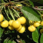 Черешня Приусадебная желтая