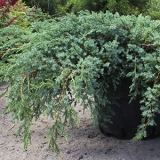 Можжевельник чешуйчатый Blue Carpet