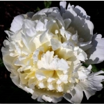 Пион молочноцветковый White Masterpiece