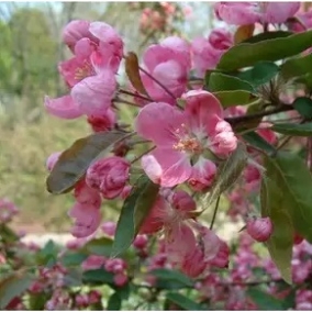 Яблоня декоративная Ola