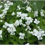 Фиалка мотыльковая Albiflora