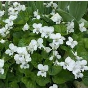 Фиалка мотыльковая Albiflora